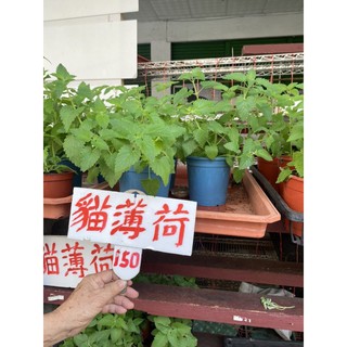 貓薄荷盆栽的價格推薦 21年5月 比價撿便宜