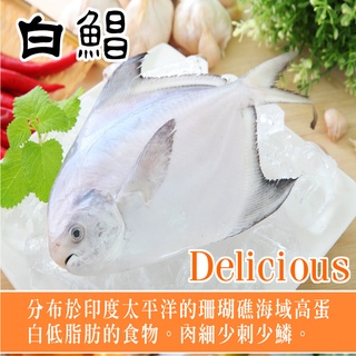 【海之醇】大規格野生捕撈新鮮正白鯧魚380g