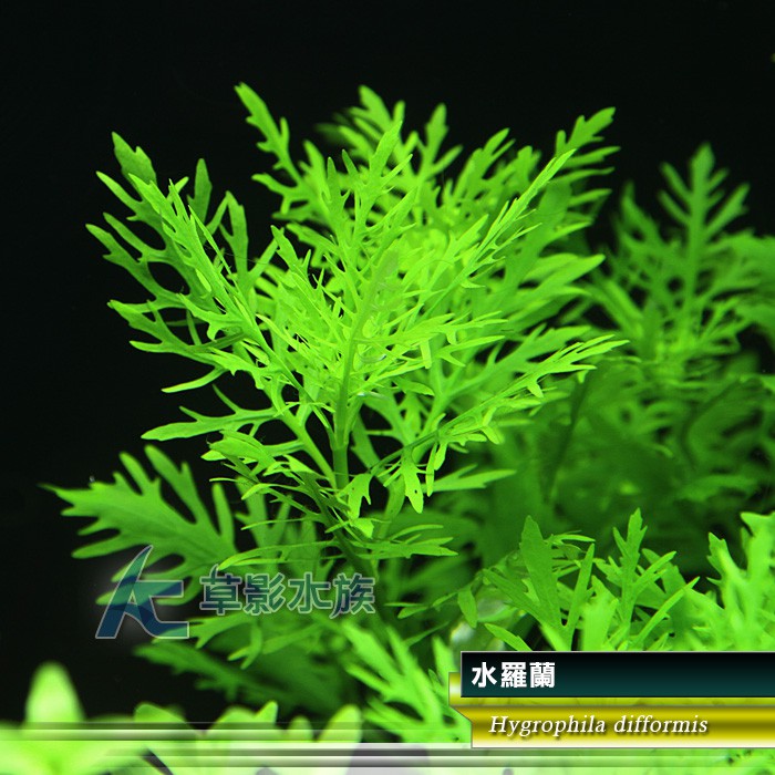 Ac草影 水羅蘭 水上葉 十株 中景水草新手水草不用co2 不需二氧化碳水草造景造景水草 蝦皮購物