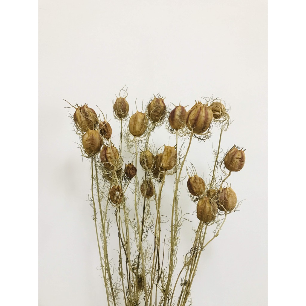 乾燥花黑種草日本進大地農園分售拍照背景 手工 居家擺設 素材 花材 Simple Garden 心圃花園 蝦皮購物