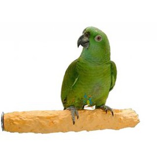 《寵物鳥世界》Amigo阿迷購 美國帕麗 墨魚骨高鈣水果棲棒(小)│補充鈣質 水果口味 鳥棲木 食用棲木 AM0142