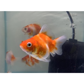 Shalom Fish 沙龍好魚長尾丹頂紅金魚長尾琉金高雄市可面交 蝦皮購物
