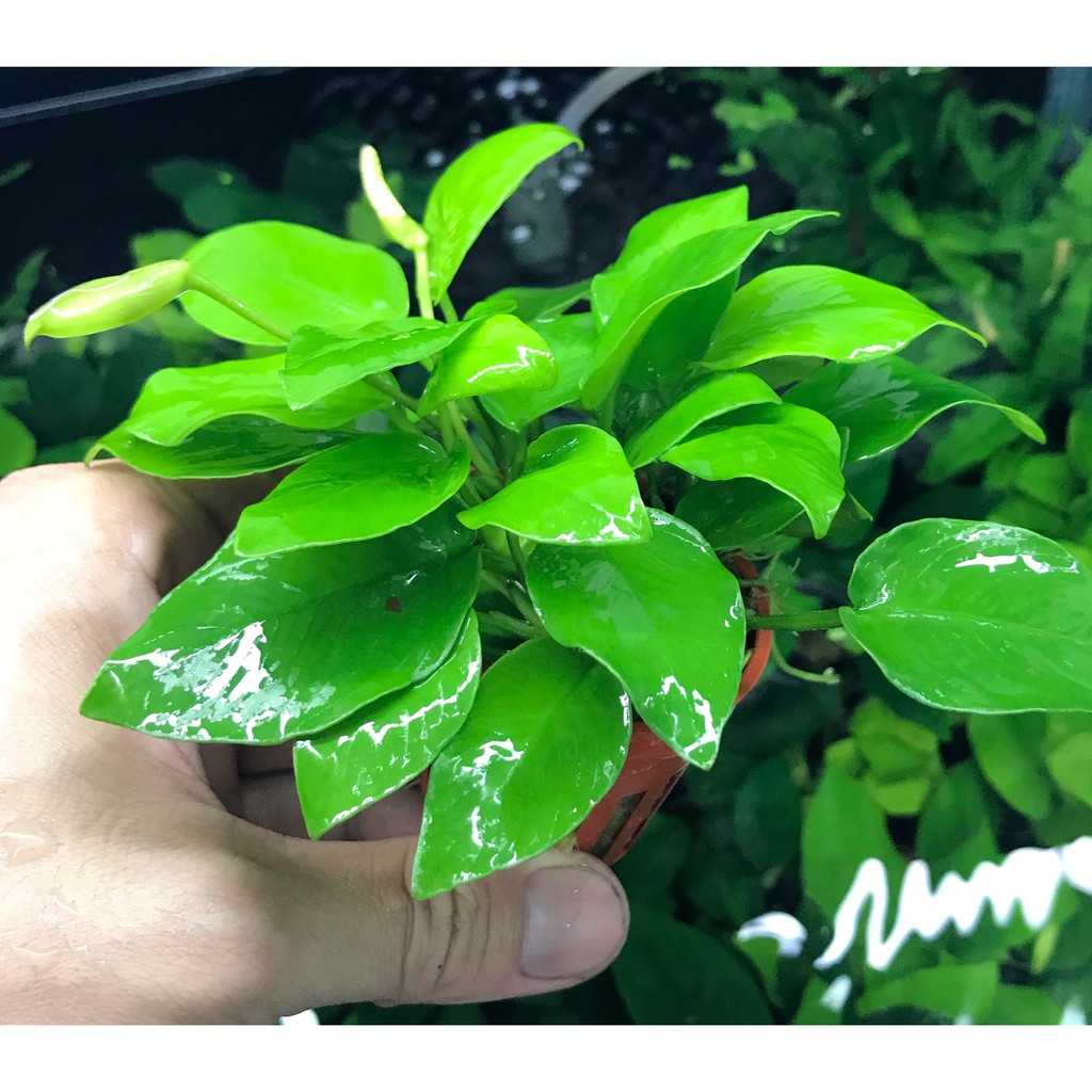 水草小榕 拍賣 評價與ptt熱推商品 21年6月 飛比價格