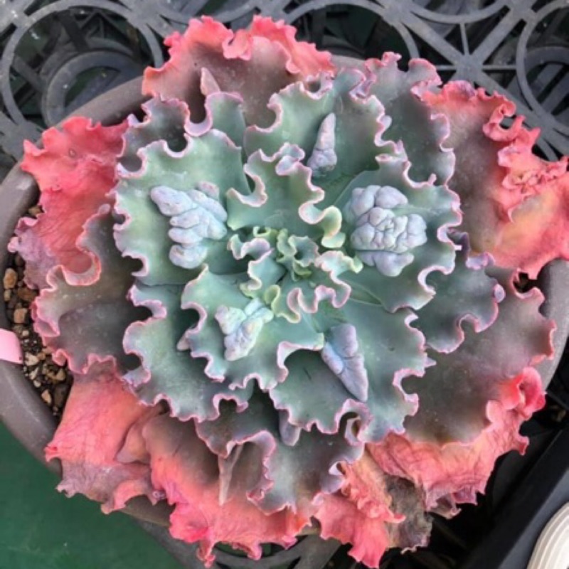 海龍多肉植物景天 蝦皮購物