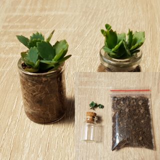 多肉植物 園藝治療 親子活動 盆栽DIY 辦公室花園 迷你盆栽 心靈舒壓 