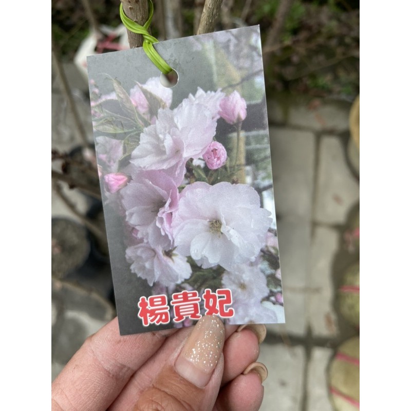 霏霏園藝楊貴妃櫻花 4吋 一棵400元一箱只能裝2棵喔 蝦皮購物