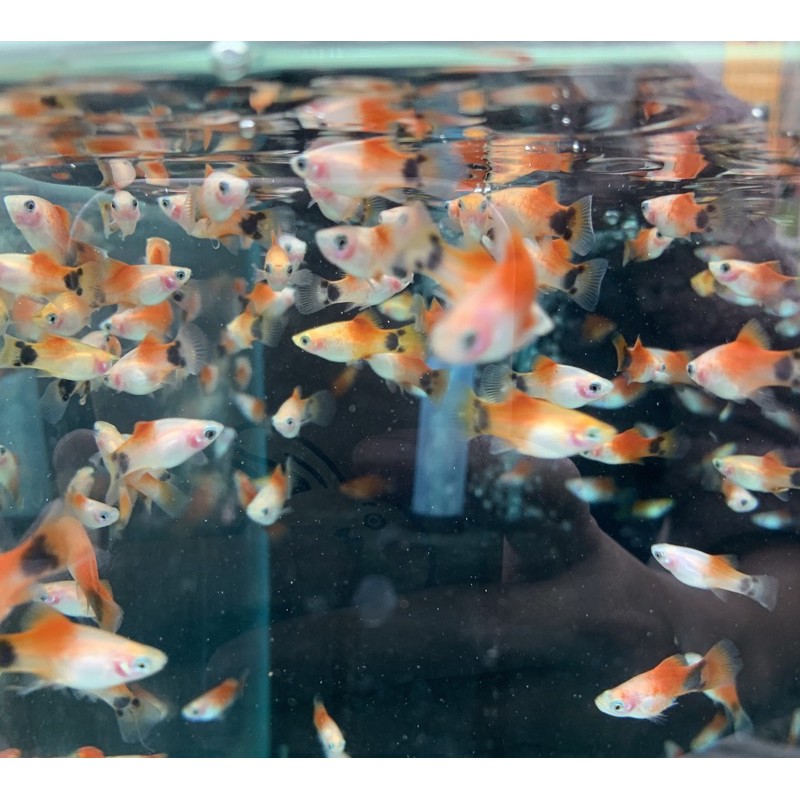 水魚水族 現貨 小紅豆米奇豆金玫瑰豆仔魚球魚 龍魚鴨嘴鱷魚火箭大嘴鯨 活餌飼料魚 蝦皮購物