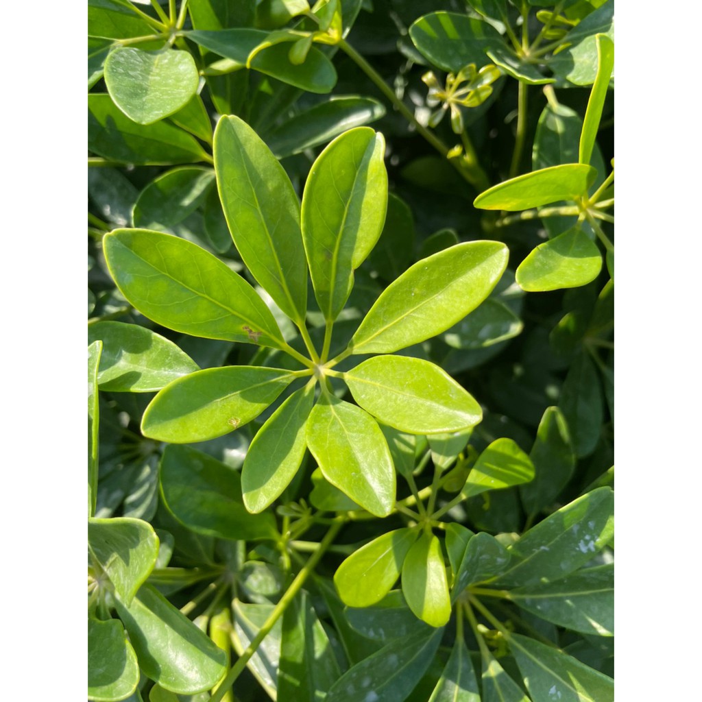 彩綠花果園_觀葉植物_綠葉鵝掌藤_3吋盆_高約10-20cm