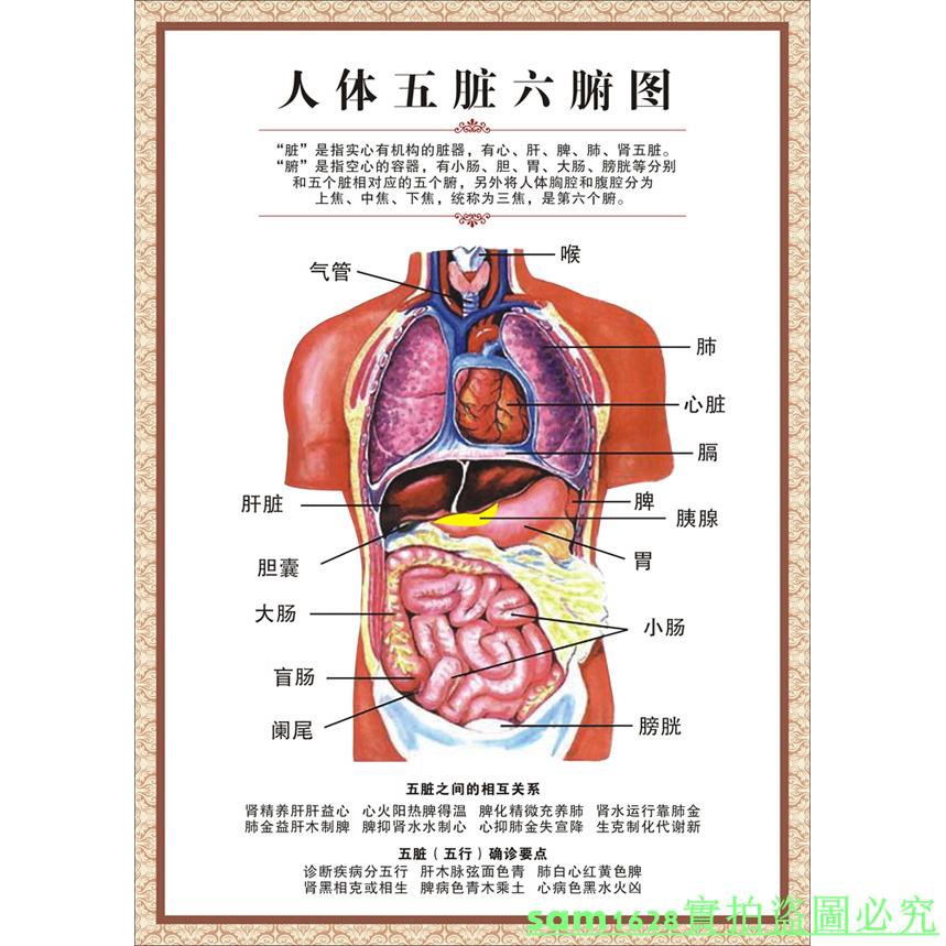 特價人體五臟六腑圖人體器官醫學掛圖臟腑理論中醫養生裝飾畫313 | 蝦皮購物