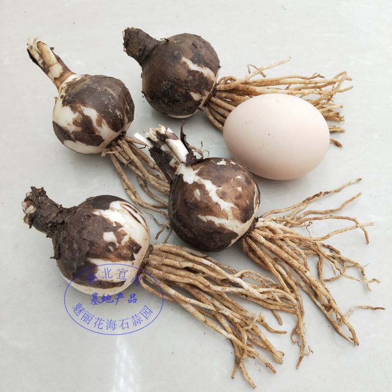 現貨 精品曼珠沙華彼岸花種球盆栽石蒜種球彼岸花種子超大5年球根 蝦皮購物