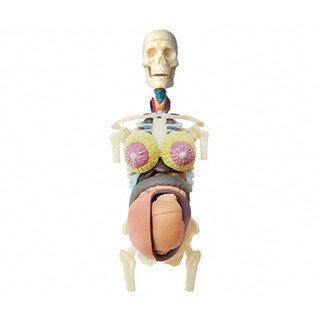 賽先生科學工廠｜4D透明懷孕解剖模型