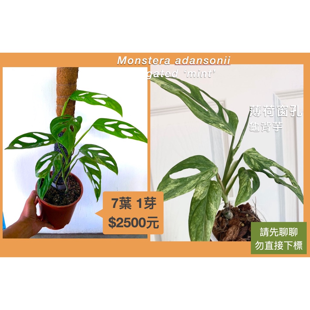 【鹿過植栽】 薄荷洞洞 窗孔龜背芋 極美斑 Monstera adansonii Variegated 'mint'