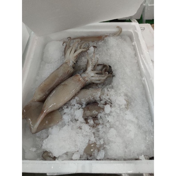 （含運）冰鮮魷魚一箱6公斤