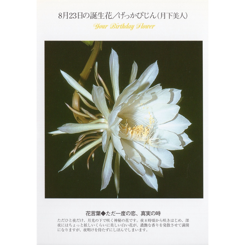 33明信片本舖 日本進口明信片8月生日花誕生花明信片 單張入 蝦皮購物
