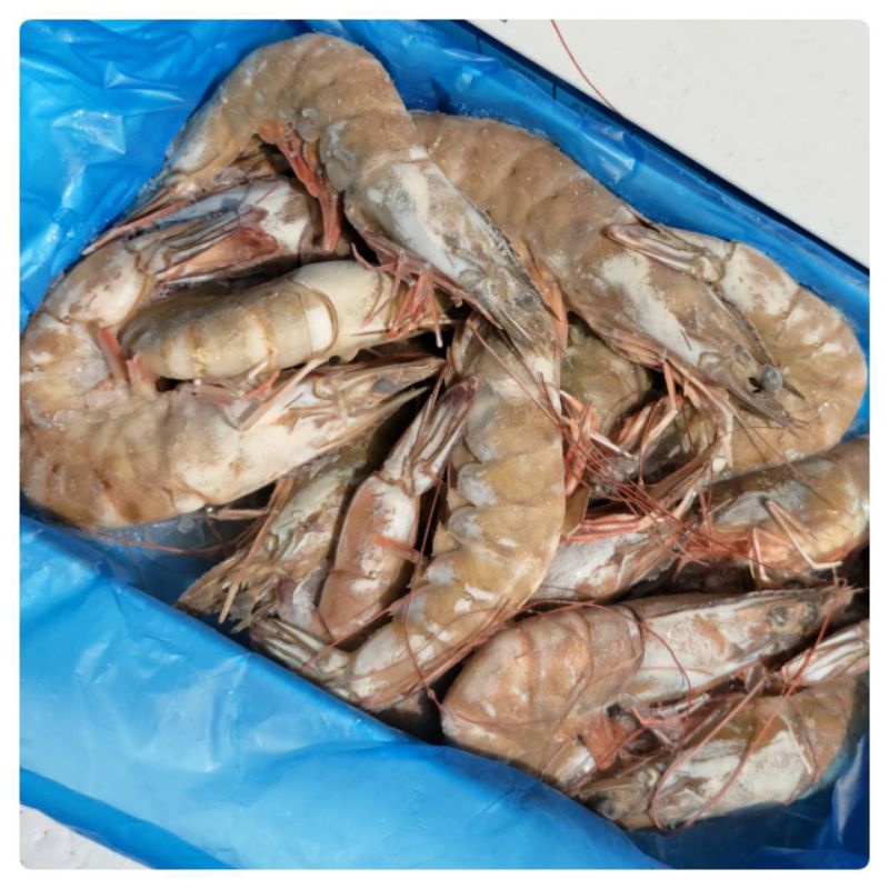 🌈 泰國 活凍白蝦 21/25  650g±5% 生凍白蝦 烤肉/露營