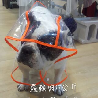 下標前請先詢問庫存謝謝狗狗透明雨衣泰迪小型犬寵物雨衣貴賓雨衣透明雨衣狗狗衣服雪納瑞法鬥臘腸比熊 特價390 熊熊寵物精品