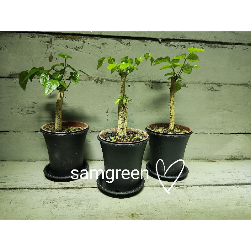 【samgreen❤旺旺樹盆栽🌿】3吋黑高盆＋水盤/室內植栽/室內綠化/極度耐陰