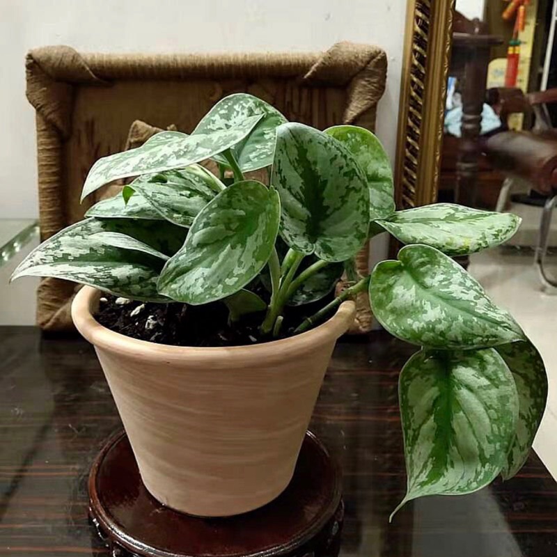 美樹館 銀鍛星點藤 蝦皮購物