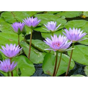 水生植物 睡蓮 碗蓮 微型睡蓮 熱帶系香水蓮 稀有品種 1入 蝦皮購物