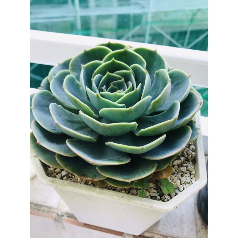 多肉植物 七福神5吋盆一物一拍12 1拍攝 蝦皮購物