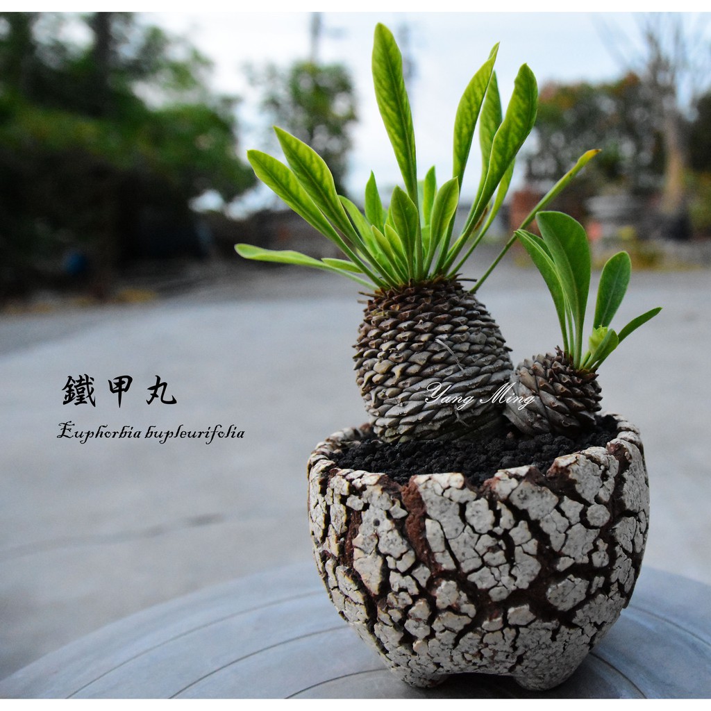 陽明園 多肉植物 鐵甲丸 種子