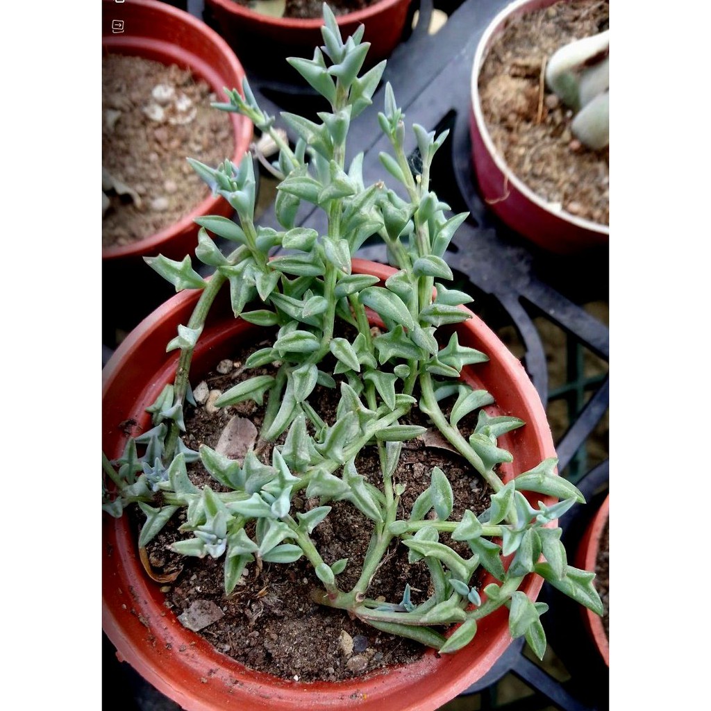 小海豚多肉植物三爪上弦月觀賞綠化植物室內植物觀葉植物室外植物 蝦皮購物