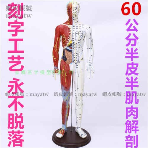 (MD-B_0869)人體經絡穴位模型60cm 中醫針灸教學模型半皮半肌肉解剖模型