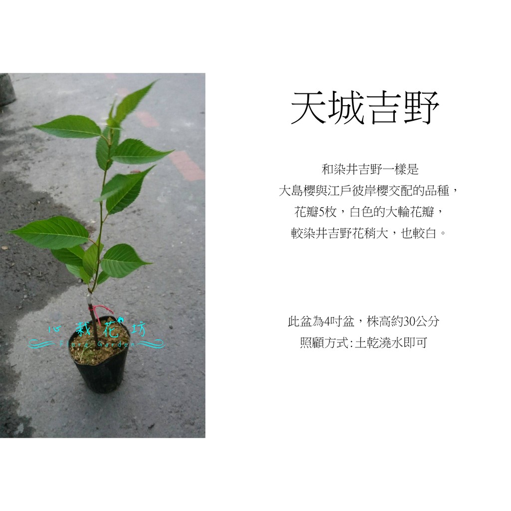 心栽花坊 天城吉野櫻 4吋 櫻花 櫻花品種 觀花植物 綠籬植物 售價0特價180 蝦皮購物