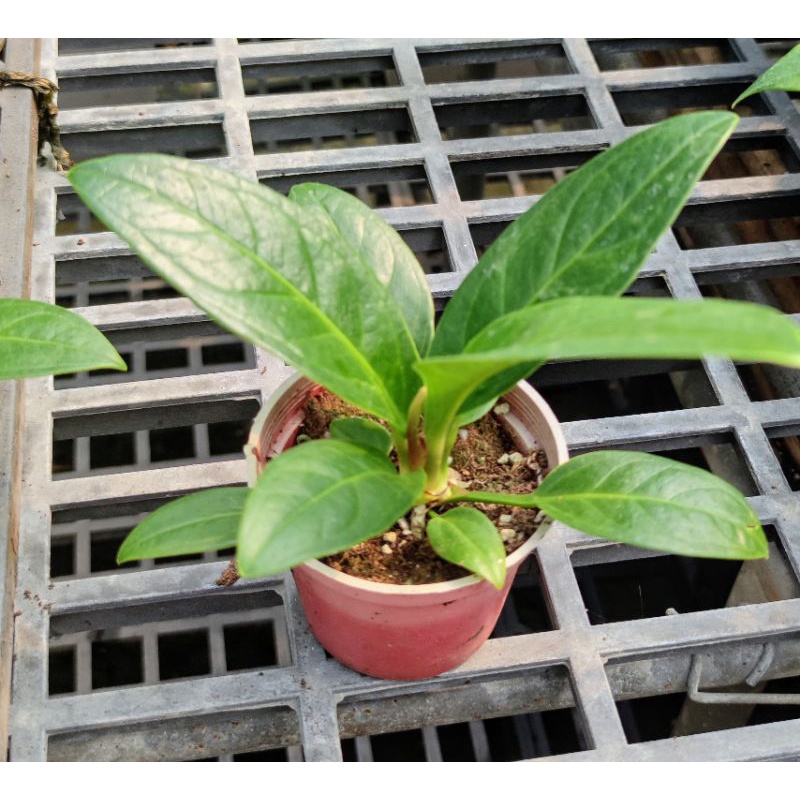 富貴花燭盆栽3吋盆榮華花燭觀葉植物室內植物 蝦皮購物