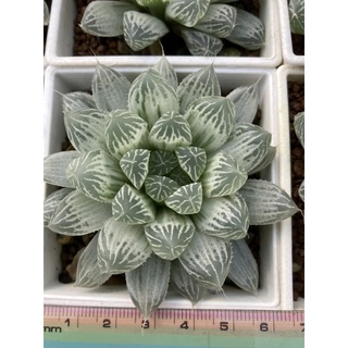 多肉植物,百合科/十二之卷/阿福科,白斑玉露(星夢園出品百合