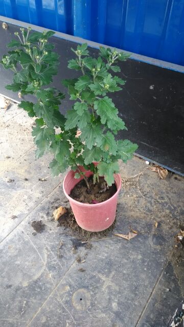 西洋菊 紅色 法國菊 濱菊 法蘭西菊 牛眼菊 菊花 菊花茶 蝦皮購物