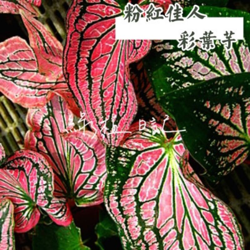 | 綠植日記 | 粉色交響樂彩葉芋/粉紅佳人彩葉芋/Pink Symphony/觀葉植物/5吋