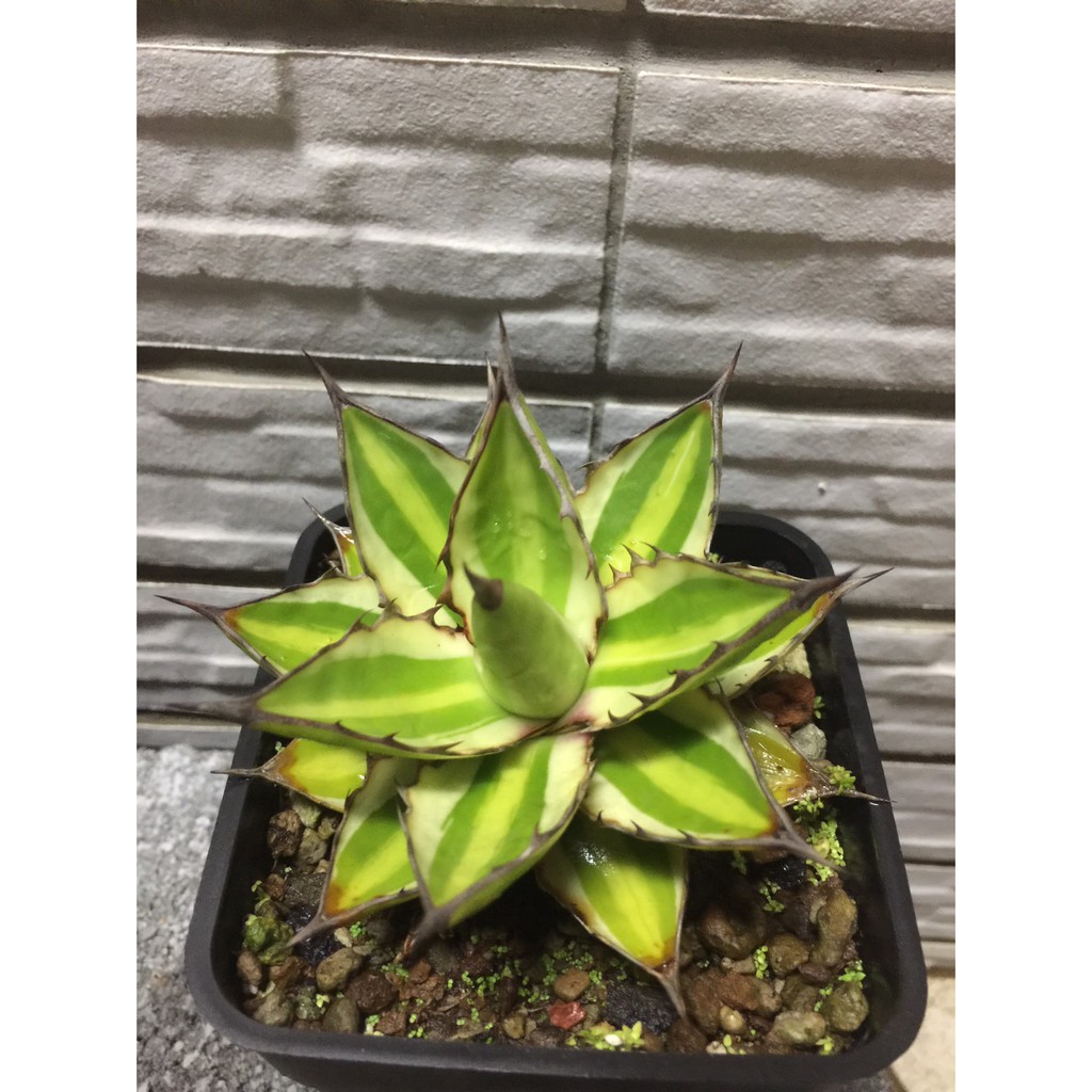 五色萬代龍舌蘭多肉植物子株 蝦皮購物