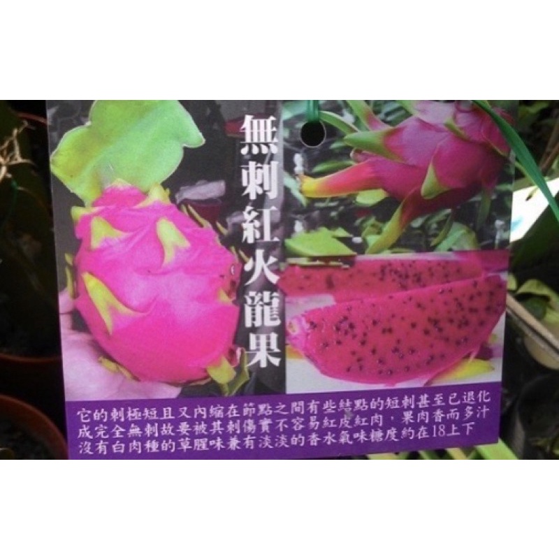 景宏園藝-水果苗/無刺火龍果（新品種）40-50公分