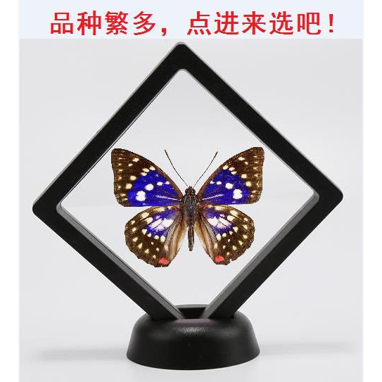 昆蟲標本蝴蝶標本標本科教標本大紫蛺蝶日本國蝶真蝴蝶標本原蝶標本已展翅亞克力盒 蝦皮購物
