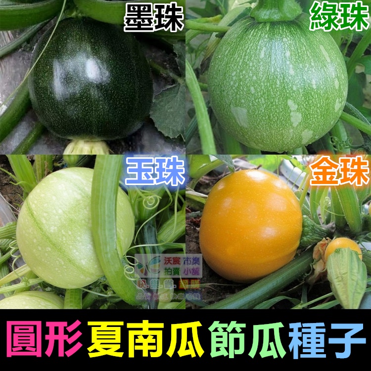 ⚽️㊣【我會發芽】圓節瓜 圓形夏南瓜種子 櫛瓜 產量高 收成快 圓球形 脆嫩清香 四季可種植 可陽台盆栽