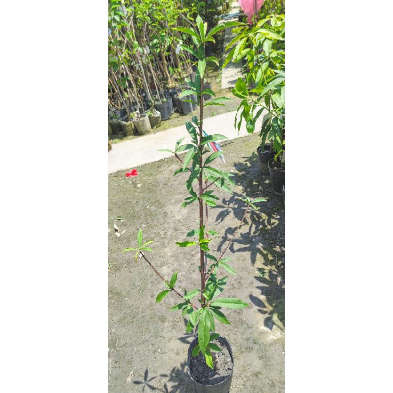 夏玉水蜜桃苗嫁接苗水果苗 蝦皮購物