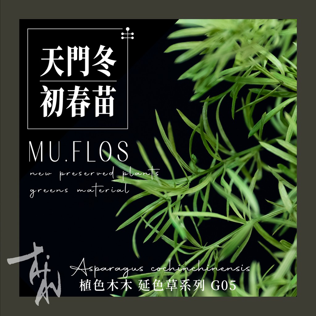 天門冬 延色草系列 G05初春苗 植色木木 葉材花材乾燥花永生花人造花鮮花搭配參考 蝦皮購物