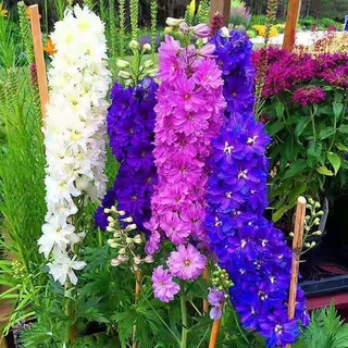 大花飛燕 比價撿便宜 優惠與推薦 22年3月