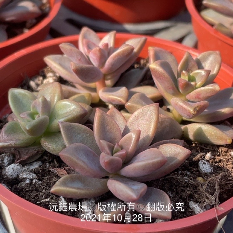 沅鈺農場多肉植物姬朧月 露養輕微曬傷 蝦皮購物
