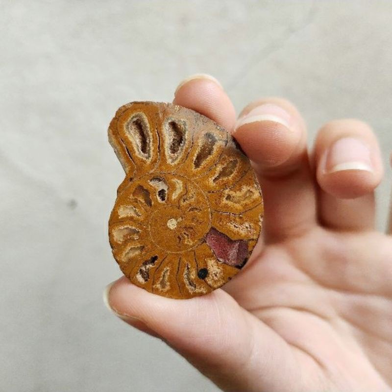 【可刷卡】菊石 鸚鵡螺 古代生物貝類化石4cm，內有小晶簇