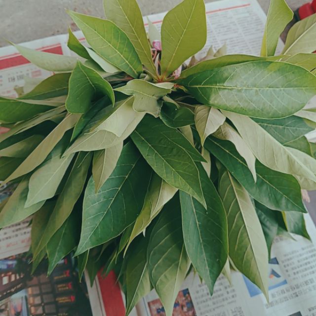 🇮🇩Daun singkong fresh 600gram/120nt樹薯葉/黃金木薯葉