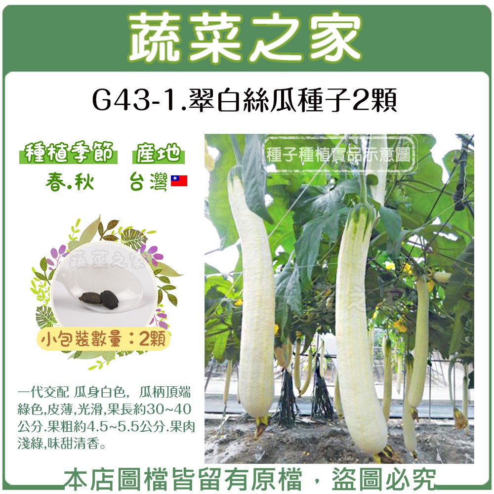 【蔬菜之家滿額免運】G43-1.翠白絲瓜種子2顆//一代交配 瓜身白色，瓜柄頂端綠色，皮薄，光滑，果長約30~40公分果