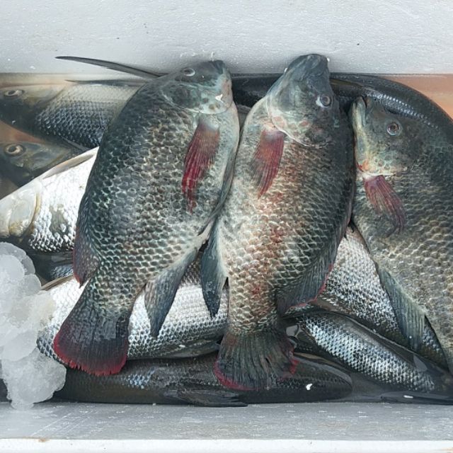 海吳郭魚 虱目魚 金目鱸 草魚 烏鰡 淡水魚 海水魚