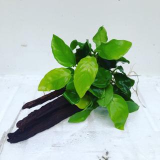 S水族 黃金小榕沉木 黃金小榕 沉木 水草 陰性水草 前景 中景 後景 懶人草 水草造景 水族 新手水草 不用co2 蝦皮購物