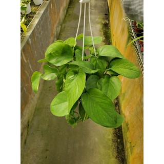 李家果苗 黃金葛 6吋吊盆 觀葉植物 特價110元