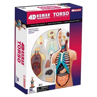 【心源小站】【3.4D模型】(未拆)人體透視模型系列-半身器官