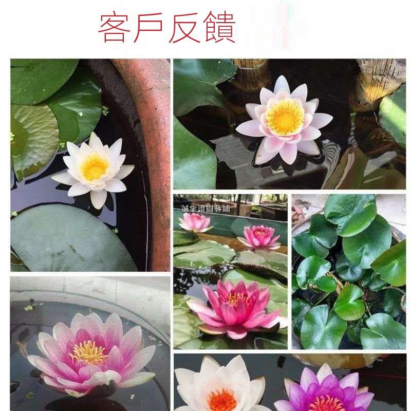 天然荷塘泥碗蓮土睡蓮銅錢專用水生植物營養土淤泥荷塘泥烏龜泥 蝦皮購物