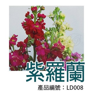 【醬米資材】DIY種子栽種 成就滿滿~紫羅蘭