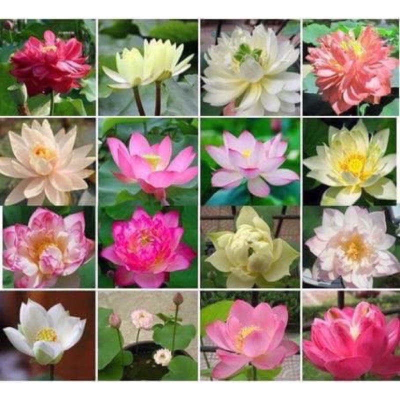 現貨 水中植物 碗蓮花種子 顆 蝦皮購物